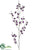 Mini Cymbidium Orchid Spray - Eggplant Two Tone - Pack of 12
