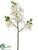Phalaenopsis Orchid Spray - White - Pack of 12