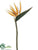 Bird of Paradise Spray - Natural - Pack of 12