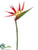 Bird of Paradise Spray - Red - Pack of 12