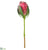 Protea Bud Spray - Beauty - Pack of 12
