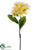 Plumeria Spray - Cream Yellow - Pack of 12