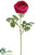 Double Ranunculus Spray - Beauty - Pack of 12