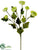 Ranunculus Spray - Lime - Pack of 12