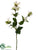 Salvia Spray - White - Pack of 12