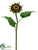 Sunflower Spray - Brown - Pack of 12