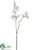 Sweetpea Spray - White - Pack of 24