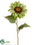 Sunflower Spray - Green - Pack of 12
