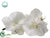 Phalaenopsis Orchid Boutonniere - White - Pack of 12