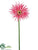 Gerbera Daisy Spray - Pink Two Tone - Pack of 12