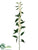 Euphorbia Spray - Cream - Pack of 12