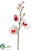 Phalaenopsis Orchid Spray - White Beauty - Pack of 12