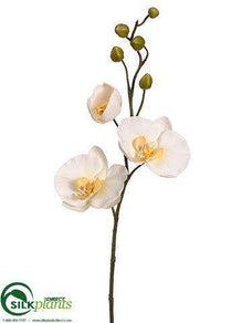 Phalaenopsis Orchid Spray - White Yellow - Pack of 12