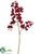 Phalaenopsis Orchid Spray - Burgundy - Pack of 6