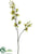 Dendrobium Orchid Spray - Green Burgundy - Pack of 12
