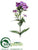 Phlox Spray - Orchid Lavender - Pack of 12