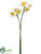 Daffodil Bundle - White Yellow - Pack of 12