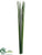 Cattail Grass Woven Bundle - Green - Pack of 6