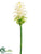 Ginger Flower Spray - Cream Green - Pack of 12