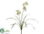 Cymbidium Orchid Plant - Cream Green - Pack of 12