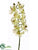 Phalaenopsis Orchid Spray - Green Violet - Pack of 12