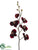 Phalaenopsis Orchid Spray - Burgundy Red - Pack of 12