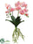 Phalaenopsis Orchid Plant - Peach Cream - Pack of 6