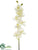 Phalaenopsis Orchid Spray - Cream Green - Pack of 12