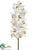 Cymbidium Orchid Spray - Cream Burgundy - Pack of 4