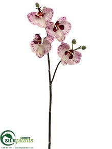 Phalaenopsis Orchid Spray - White Orchid - Pack of 6