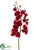 Phalaenopsis Orchid Spray - Red - Pack of 6