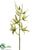 Spider Oncidium Orchid Spray - Green Cream - Pack of 8