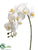 Phalaenopsis Orchid Spray - Cream - Pack of 6