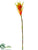 Protea Spray - Flame Orange - Pack of 12