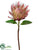 Protea Spray - Pink - Pack of 6