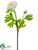 Silk Plants Direct Ranunculus Spray - Blush - Pack of 12