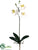 Mini Phalaenopsis Orchid Spray - White Yellow - Pack of 6