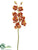 Cymbidium Orchid Spray - Terra Cotta Gold - Pack of 6