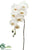Phalaenopsis Orchid Spray - Cream Green - Pack of 4