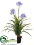 Silk Plants Direct Agapanthus Plant - Lavender - Pack of 2