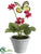 Primula - Beauty - Pack of 6