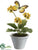 Primula - Yellow - Pack of 6