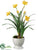 Daffodil - Yellow - Pack of 4