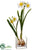 Daffodil - White Yellow - Pack of 6