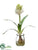 Hyacinth - White - Pack of 12
