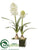 Hyacinth - White - Pack of 6