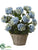 Hydrangea - Blue Green - Pack of 1
