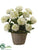 Hydrangea – White Green - Pack of 1