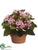 Kalanchoe - Pink - Pack of 4