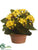 Kalanchoe - Yellow - Pack of 4